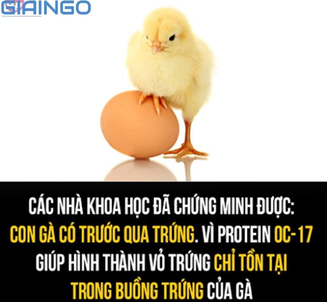 Trứng có trước hay gà có trước?