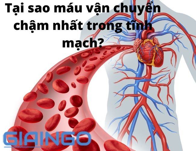 Hãy giải thích sự khác nhau ở mỗi thành phần của khí hít vào và thở ra Hãy giải thích sự khác nhau ở mỗi thành phần của khí hít vào và thở ra