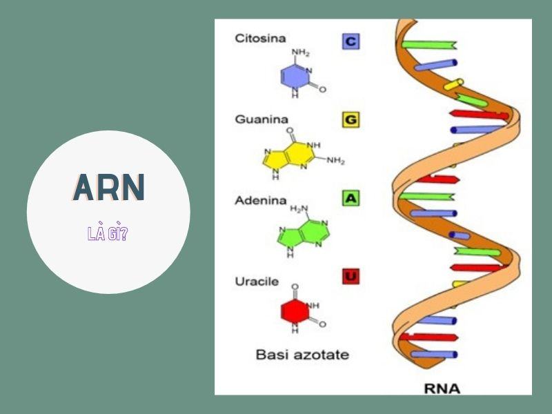 Sự khác nhau giữa ADN và ARN về cấu trúc và chức năng