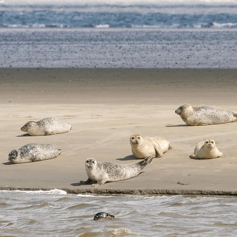 Biển Wadden là gì?