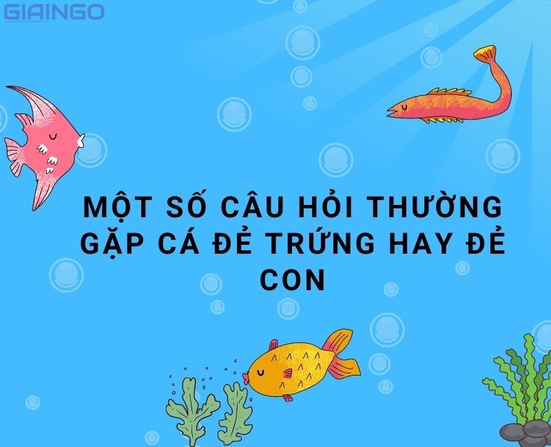 ca de trung hay de con