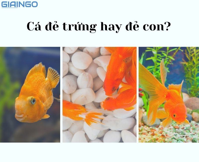 Cá đẻ trứng hay đẻ con? Cách phân biệt cá đực và cá cái