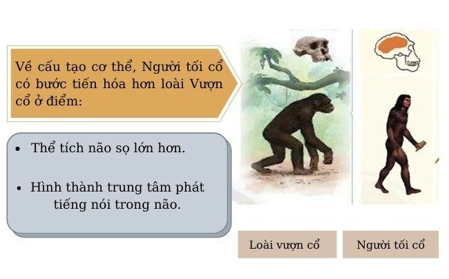 Phát minh quan trọng nhất giúp cải thiện cuộc sống của Người tối cổ là gì? Buoc tien hoa cua nguoi to co so voi loai vuon co