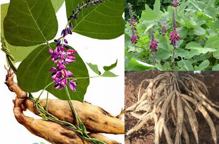 Cách đuổi rắn ra khỏi nhà