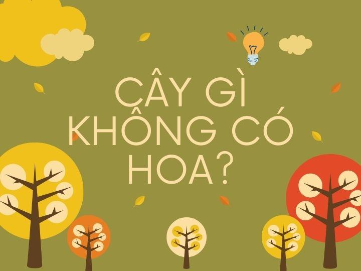 Cây gì không có hoa?