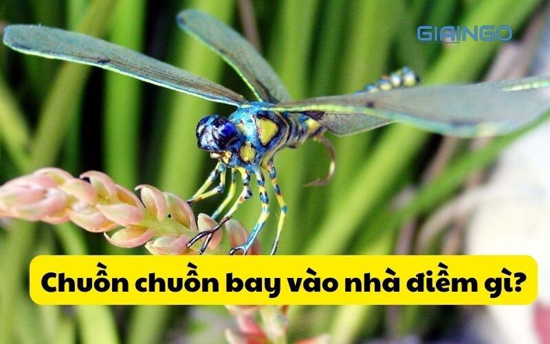 Chuồn chuồn bay vào nhà điềm gì?