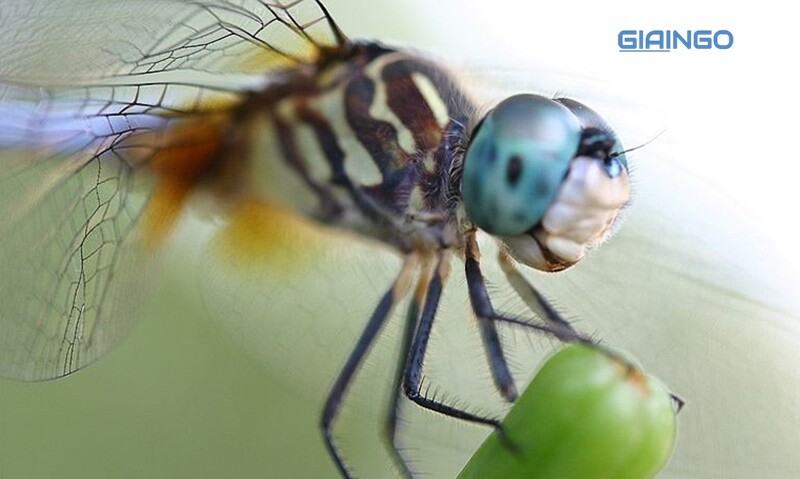 Chuồn chuồn có lợi hay có hại?