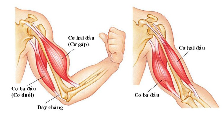 Cấu tạo và tính chất của cơ