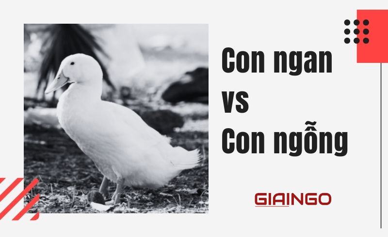 Con ngan là con gì?