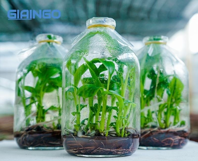 Công nghệ tế bào là gì? Trả lời câu hỏi SGK Sinh học lớp 9