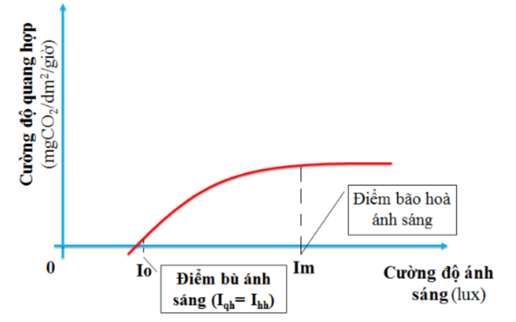 Quang hợp là gì?