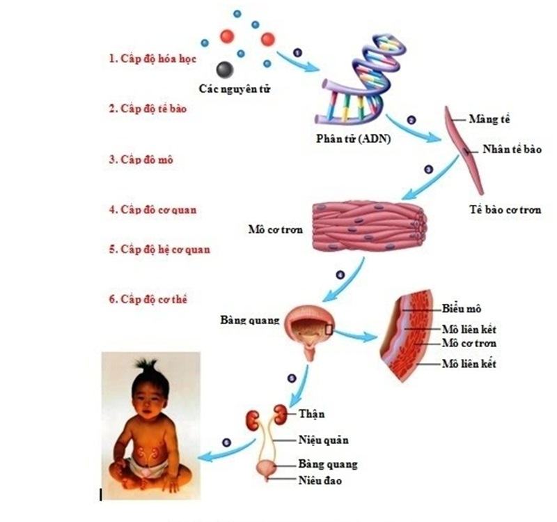 Các cấp tổ chức của thế giới sống