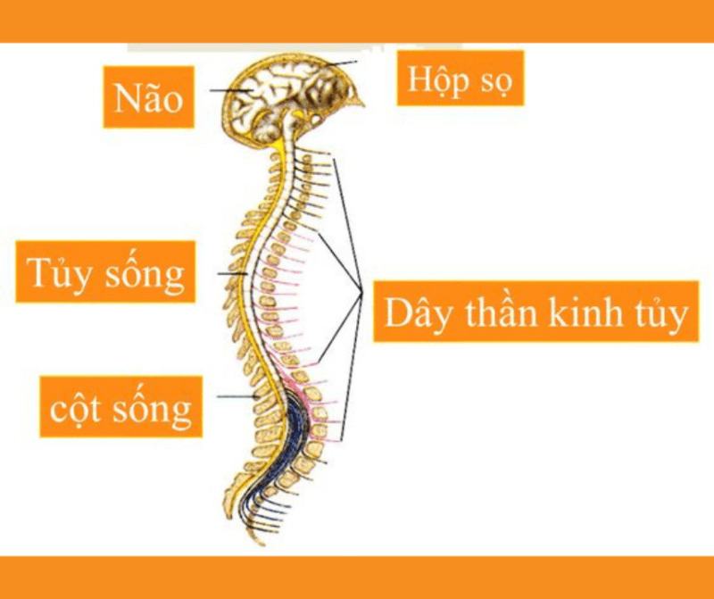 Dây thần kinh tủy được cấu tạo như thế nào?