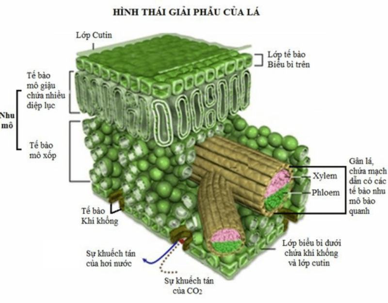 Quang hợp là gì?