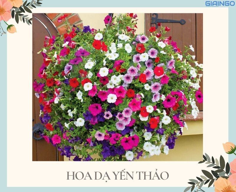 hoa gi no quanh nam