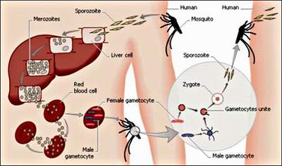 Vì sao bệnh sốt rét hay xảy ra ở miền núi? | Sinh học 7 Tại sao sốt rét xảy ra ở miền núi