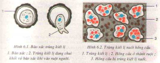 Vì sao bệnh sốt rét hay xảy ra ở miền núi? | Sinh học 7 Tại sao sốt rét lại xảy ra ở miền núi