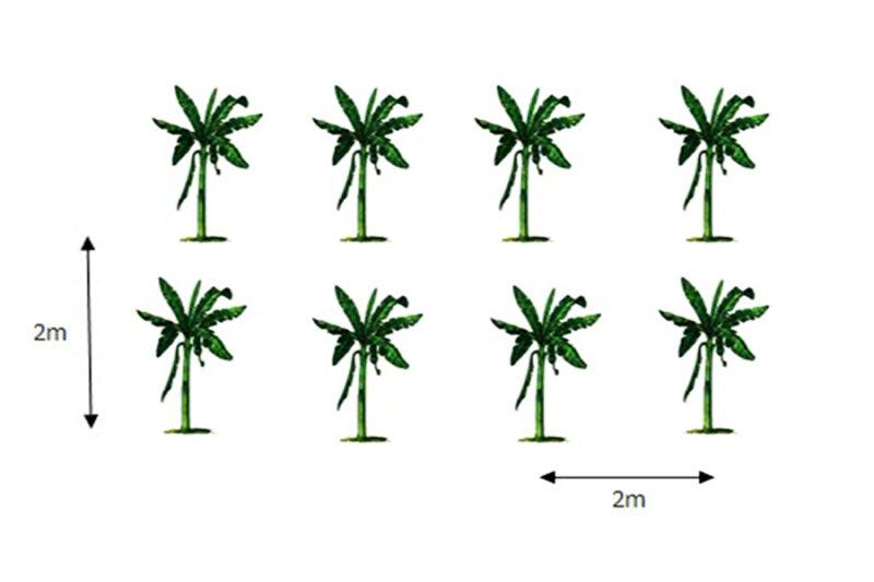 Vì sao ban đêm không nên để nhiều hoa hoặc cây xanh trong phòng ngủ đóng kín cửa? Vì sao ban đêm không nên để nhiều hoa hoặc cây xanh trong phòng ngủ đóng kín cửa?