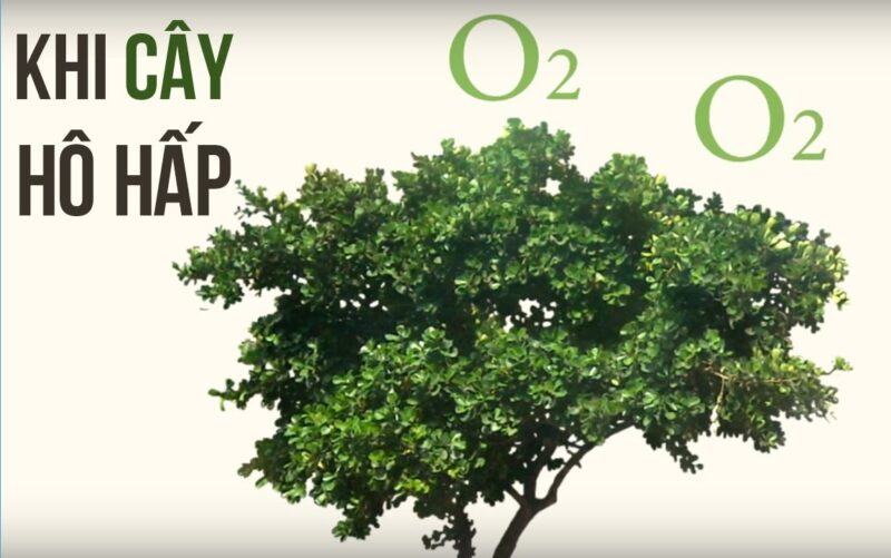 Vì sao ban đêm không nên để nhiều hoa hoặc cây xanh trong phòng ngủ đóng kín cửa? Vì sao ban đêm không nên để nhiều hoa hoặc cây xanh trong phòng ngủ đóng kín cửa?