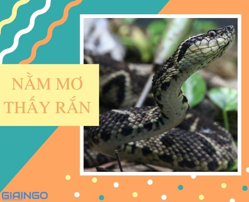Nằm mơ thấy rắn điềm gì? Giải mã hiện tượng chi tiết nhất nam mo thay ran