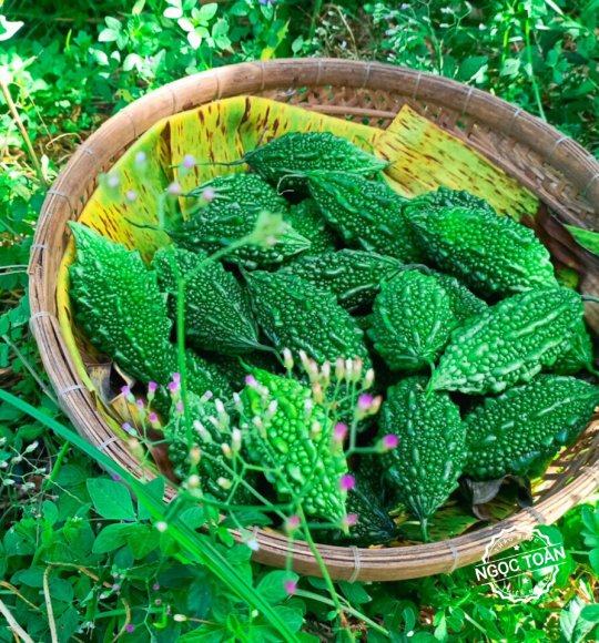 Mướp đắng có tác dụng gì? Ai không nên ăn mướp đắng? Mướp đắng có tác dụng gì?