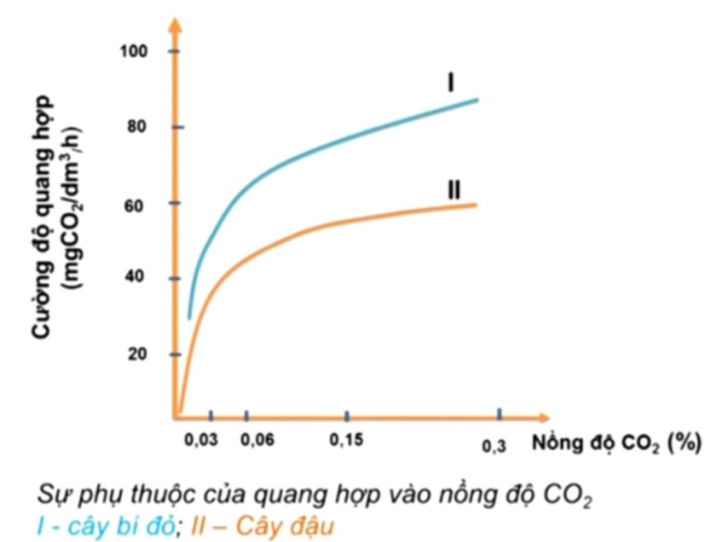 Quang hợp là gì?