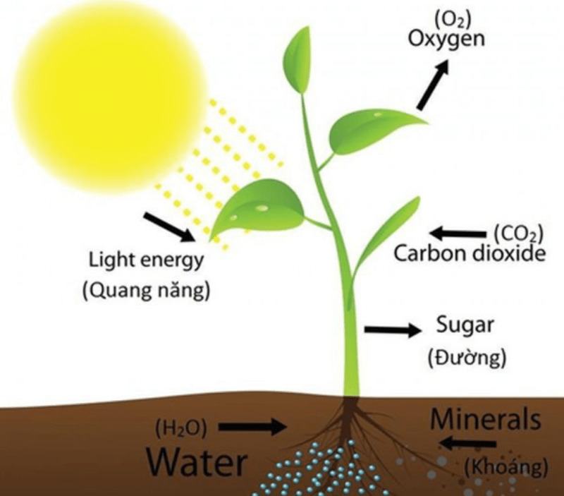 Quang hợp là gì? Vai trò của quá trình quang hợp ở thực vật
