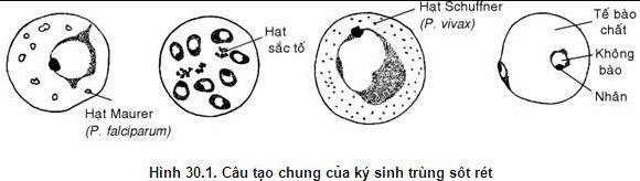 Vì sao bệnh sốt rét hay xảy ra ở miền núi? | Sinh học 7 Tại sao sốt rét xảy ra ở miền núi