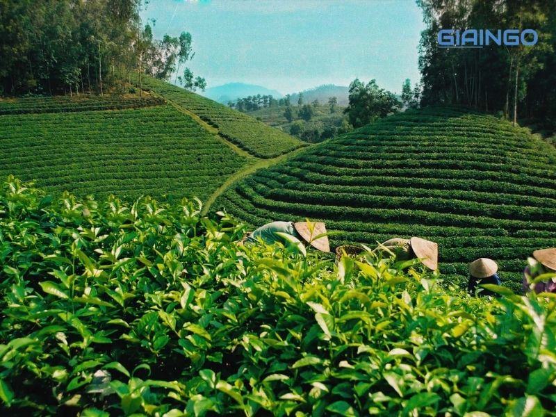 Sinh thai nong nghiep cùng trung du và miền nui bac bo