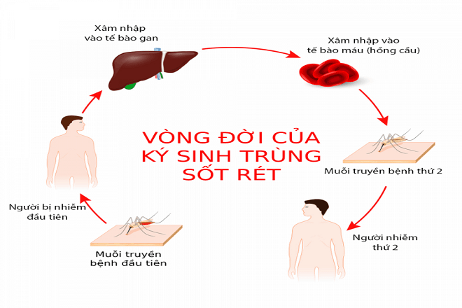 Vì sao bệnh sốt rét hay xảy ra ở miền núi? | Sinh học 7 Vì sao sốt rét hay xảy ra ở miền núi