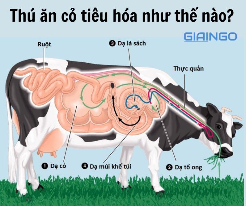 Sự tiêu hóa thức ăn ở thú ăn cỏ như thế nào? Sự tiêu hóa thức ăn ở thú ăn cỏ như thế nào?