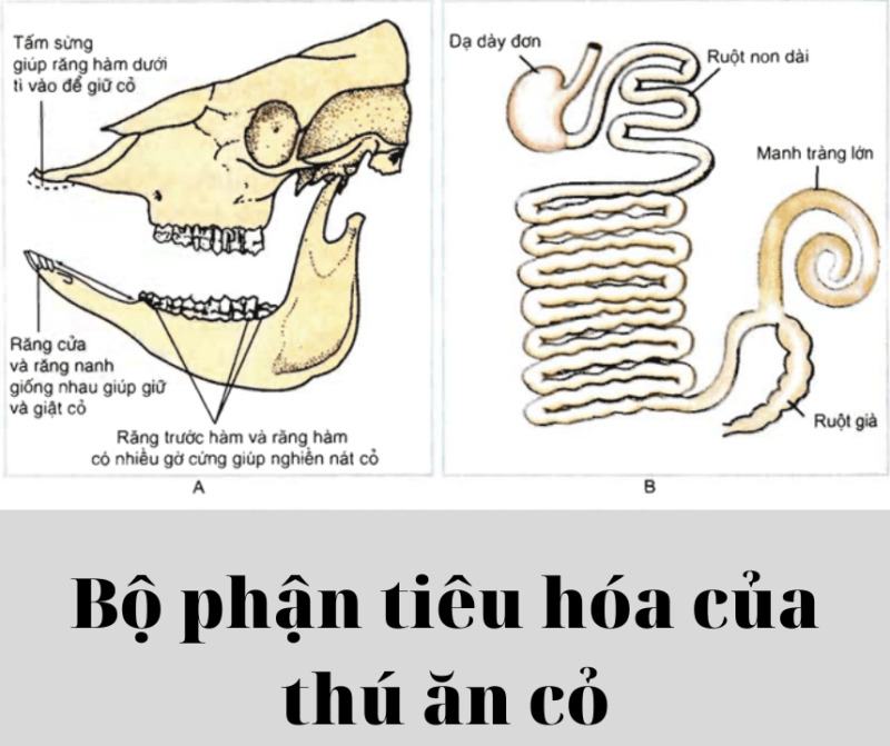 Sự tiêu hóa thức ăn ở thú ăn cỏ như thế nào? Sự tiêu hóa thức ăn ở thú ăn cỏ như thế nào?
