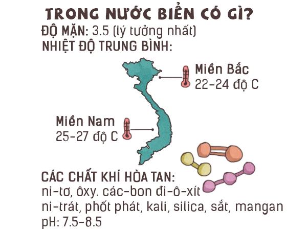 Tại sao nước biển lại mặn