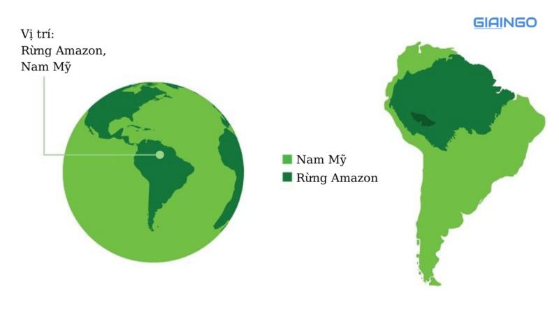 Tại sao phải đặt vấn đề bảo vệ rừng Amazon?