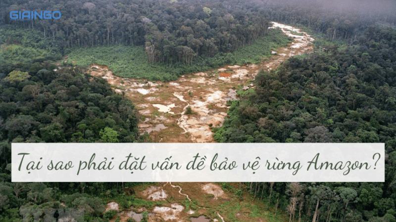 Tại sao phải đặt vấn đề bảo vệ rừng Amazon?