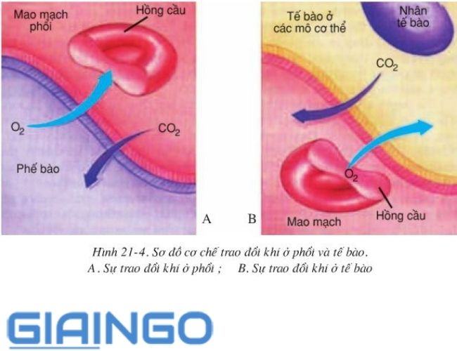 Hãy giải thích sự khác nhau ở mỗi thành phần của khí hít vào và thở ra Hãy giải thích sự khác nhau ở mỗi thành phần của khí hít vào và thở ra