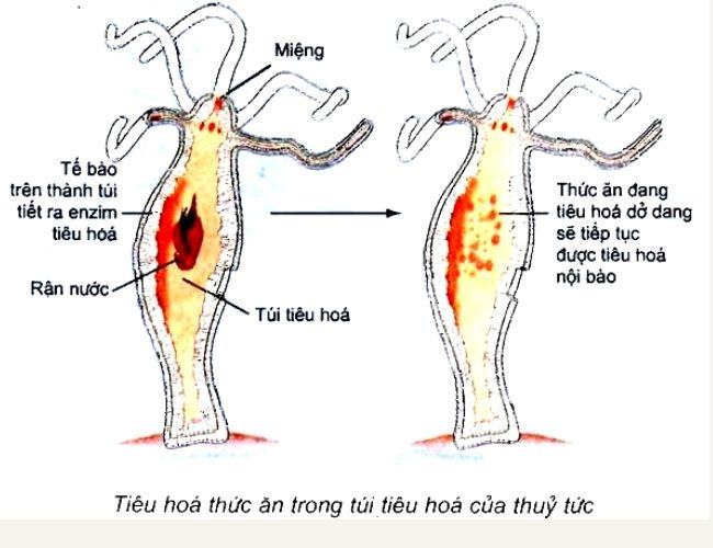 su khac nhau giua tieu hoa noi bao va tieu hoa ngoai bao