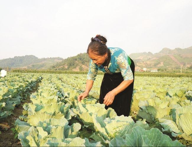 hay neu nhung the manh ve tai nguyen thien nhien cua trung du va mien nui bac bo