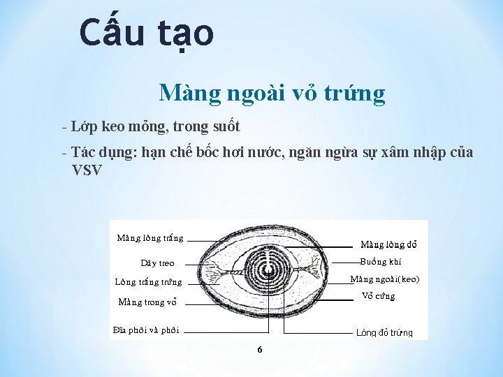 Trứng có trước hay gà có trước?