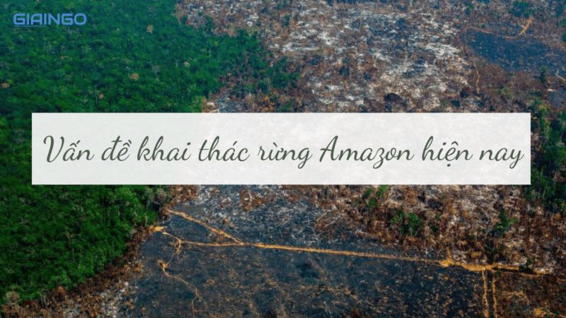 Tại sao phải đặt vấn đề bảo vệ rừng Amazon?