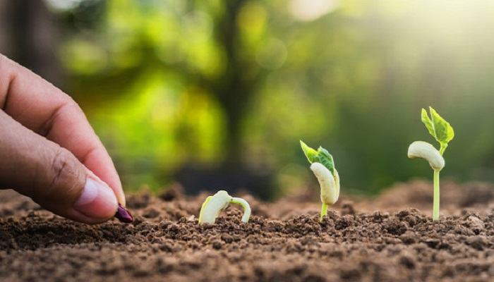 Vì sao người ta chỉ giữ lại làm giống các hạt to chắc mẩy không bị sứt sẹo và không bị sâu bệnh? cau 4 trang 109 sinh hoc lop 6