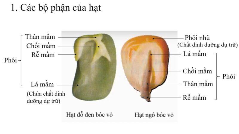 Vì sao người ta chỉ giữ lại làm giống các hạt to chắc mẩy không bị sứt sẹo và không bị sâu bệnh? Vì sao người ta chỉ giữ lại làm giống các hạt to chắc mẩy không bị sứt sẹo và không bị sâu bệnh?
